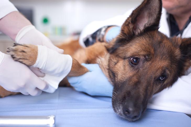 Neosporin for dogs