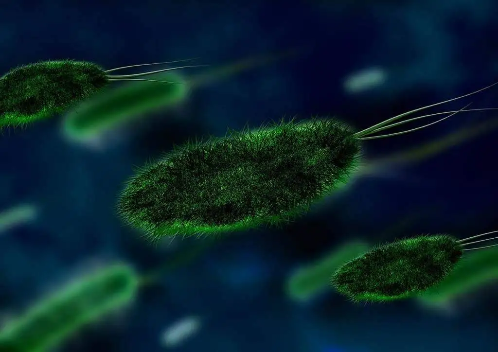 Bacteria Improve Septic Tank