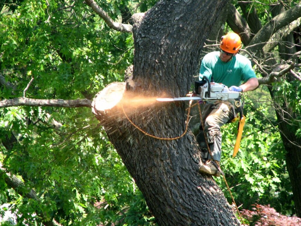Tree Surgery Services